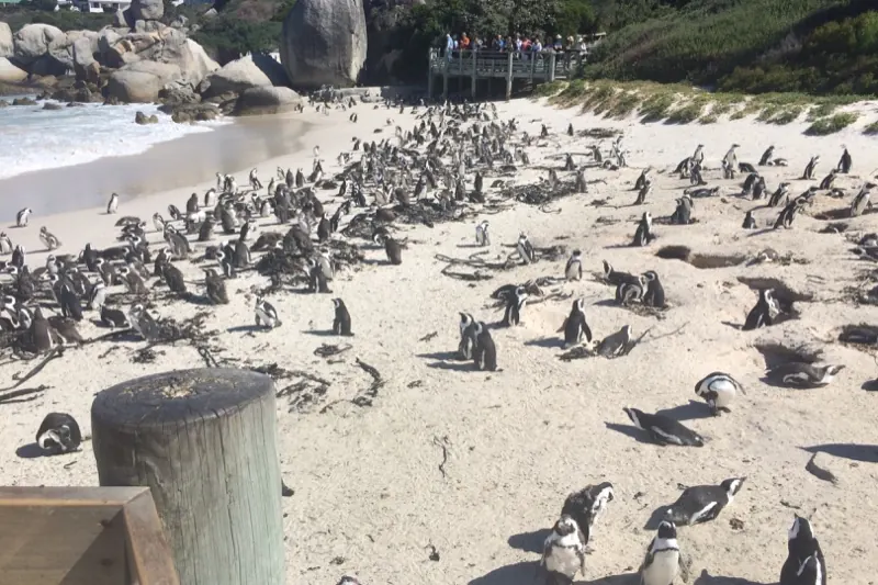 A large African penguin colony on the sand, seen from the Boulders boardwalk