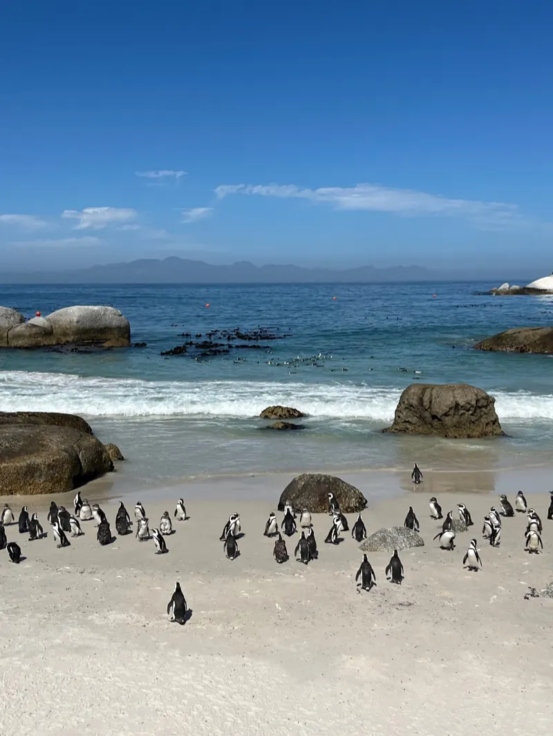 Penguins walking along Boulders Beach between granite boulders and the sea