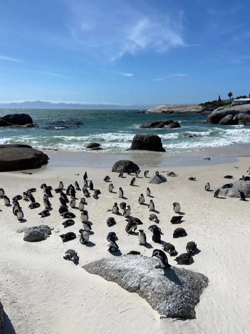African penguins gathered on the white sand at Boulders Beach