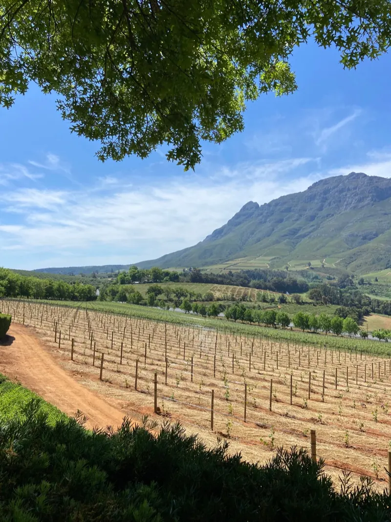 Dormant vineyard rows leading to a mountain range under a blue sky