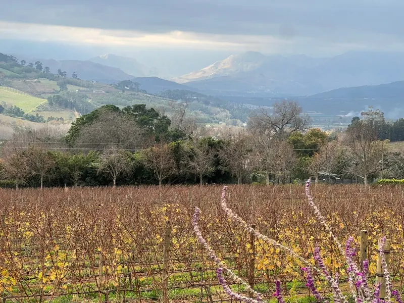 Winter vineyard rows edged with purple flowers below Winelands mountains
