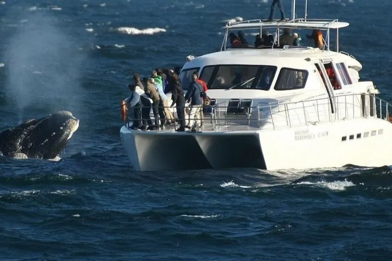 A whale-watching catamaran beside a southern right whale surfacing in the ocean